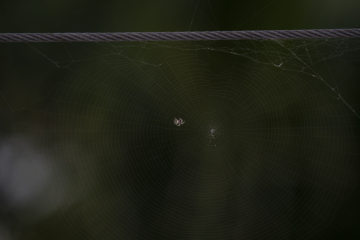 A small spider mostly done making a web